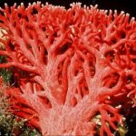 коралл красного цвета